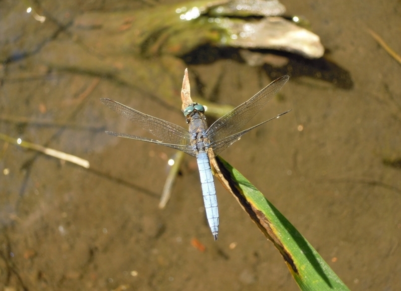 Orthetrum sp.?   S, maschio di Orthetrum coerulescens